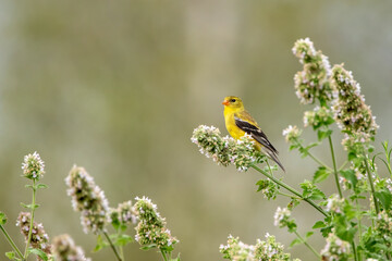 american goldfinch perched on fall foliage