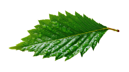 Fresh Leaf: A vibrant, close-up shot of a healthy green leaf, capturing intricate details of its texture and form, symbolizing life and nature's beauty.