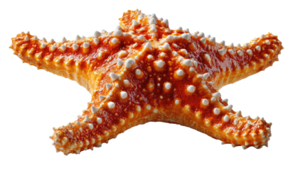 Starfish's Oceanic Brilliance: A detailed shot of starfish, its intricate texture and vibrant color captivates, offering a glimpse into the diverse wonders of marine life.