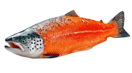 Vibrant Salmon: A stunning salmon, displaying a rich, vibrant color and textured skin, symbolizes freshness and culinary excellence.