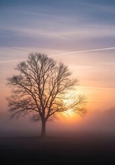 Obraz premium Solitary Tree Silhouetted Against a Misty Sunset Sky.