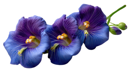 Vibrant Blue Glory Flowers: A close-up shot of three radiant blue glory flowers in full bloom. The blooms offer a burst of color.