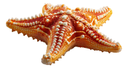 Vibrant Starfish in Focus: A stunning, single starfish, with its unique textured surface and intricate pattern, is vividly showcased, offering a glimpse into the diverse beauty of the ocean's life.