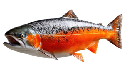 Salmon: A close-up shot of a vibrant salmon displays its stunning colors and textures, capturing a symbol of natural beauty and aquatic life.