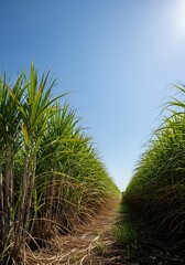 Sugar Cane Field Under a Bright Blue Sky on a Sunny Day.