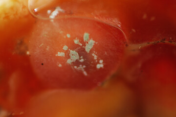 Growth of mycelium and fungus on pomegranate seed in the glass after two weeks