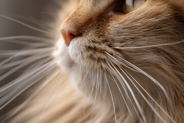 Close-up view of a fluffy cat with striking whiskers and soft fur relaxing indoors