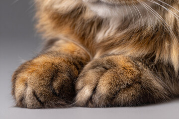 Close-up view of fluffy cat paws resting on a smooth surface in a cozy indoor setting during the afternoon