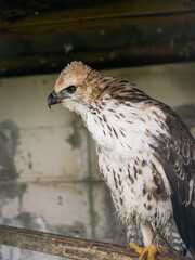 Close-up of an alert Crested Goshawk, a species of Accipitridae, resting on a log in a protected setting.