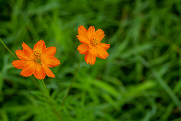 Two orange cosmos flowers with morning dew