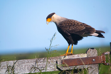 Crested caracara on a gate , in the country , in Argentina