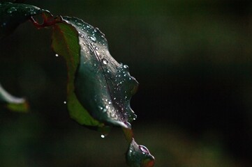Raindrops on rose leaf