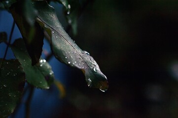 Raindrops on rose leaf