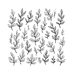Botanical illustration of diverse twigs branches and leaves design for decorative accents and
