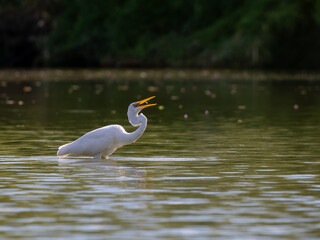 ダイサギの採餌