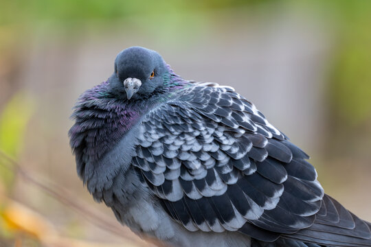 正面を向いた鳩