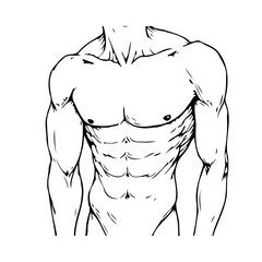 Detailed anatomical illustration of male torso musculature displaying well defined chest abdomen