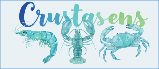 Watercolor marine life set of shrimp, lobster, and crab. Realistic blue tones and hand-painted detail make it perfect for seafood design, biology illustrations, and ocean-themed art.