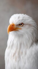 Obraz premium Close Up Studio Portrait Of A Bald Eagle With Sharp Eyes And Orange Beak Against A Softly Blurred Gray Background Detailed Feathers And Majestic Gaze