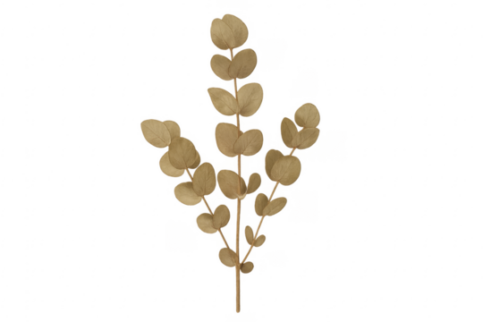 Dried eucalyptus leaves sprig on transparent background