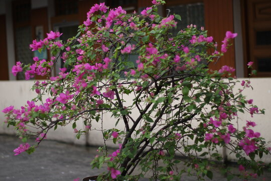 Nature photographs scowcasing coloful flowers, fresh green leaves and natural beauty