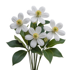 Obraz premium Bunch of white flowers with green leaves isolated on white background PNG.AI Generated