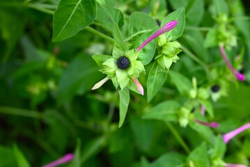 Marvel of Peru (Mirabilis jalapa) flowers. A perennial Nyctaginaceae native to tropical America. It blooms from around 4pm, so it's called the 'Four o'clock flower'.