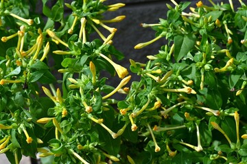 Marvel of Peru (Mirabilis jalapa) flowers. A perennial Nyctaginaceae native to tropical America. It blooms from around 4pm, so it's called the 'Four o'clock flower'.