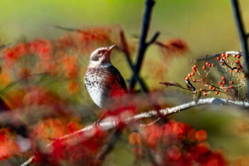 赤い木の実の枝に止まるツグミ