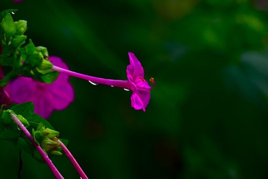 Marvel of Peru (Mirabilis jalapa) flowers. A perennial Nyctaginaceae native to tropical America. It blooms from around 4pm, so it's called the 'Four o'clock flower'. - Powered by Adobe