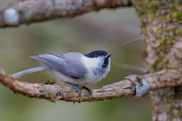 枝に止まるコガラ