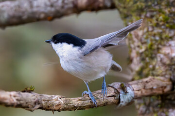 羽を広げるコガラ