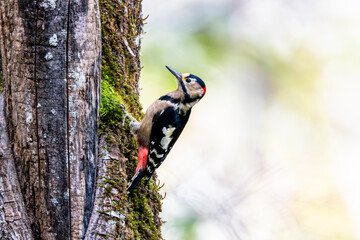 木に止まるアカゲラ