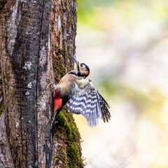 羽を広げるアカゲラ