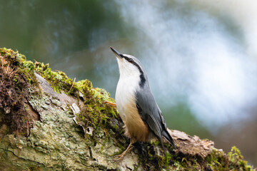見上げるゴジュウカラ