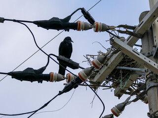電柱に作られた巣とカラス