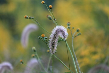 朝露に濡れるエノコログサ