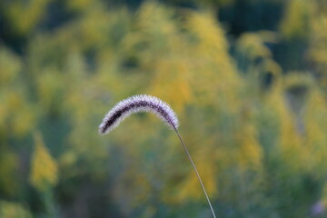エノコログサの穂が風になびく