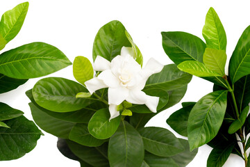 White gardenia flower with glossy green leaves