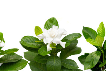 White gardenia flower with glossy green leaves