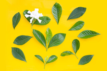 White gardenia flower with glossy green leaves