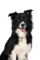 Close-up portrait of a young black-and-white Border Collie, looking at the camera against a white studio background.