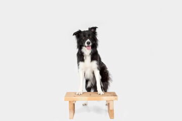Full-body portrait of a black-and-white Border Collie standing on a wooden stool, looking at the camera against a white studio background.