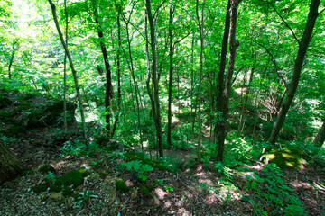 Charleston Falls Preserve, Tipp City, Ohio