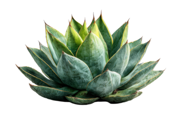 Close up of a green agave plant with sharp pointed leaves and yellow edges succulent, Isolated On Transparent Background, Png Cut Out