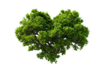 Obraz premium Lush green heart shaped tree canopy against black background leaves, Isolated On Transparent Background, Png Cut Out