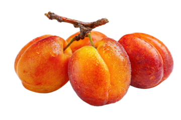 Four ripe apricots with water droplets on a dark branch against black fruit fresh, Isolated On Transparent Background, Png Cut Out