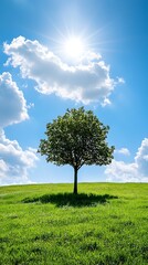 Solitary Tree on Green Field with Bright Sunlight and Blue Sky with Clouds