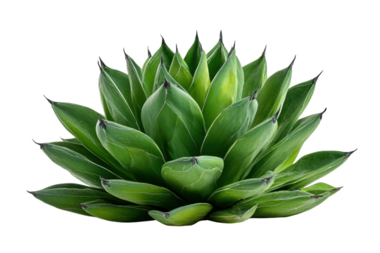 Green agave plant with sharp pointed leaves against a black background succulent, Isolated On Transparent Background, Png Cut Out