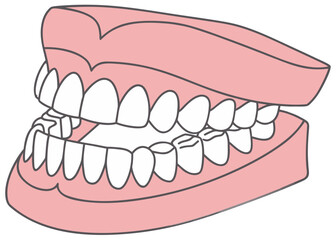 Human Teeth Model Vector Illustration 